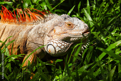 iguana on the grass