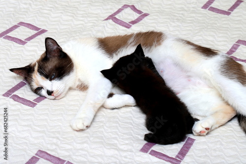 A black and white cat feeds black small newborn kitten. A nursing cat and her cub, few days old, beautiful short-haired cat