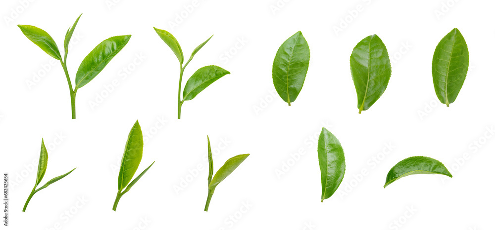 Fresh green tea leaf on transparent background png - obrazy, fototapety, plakaty 