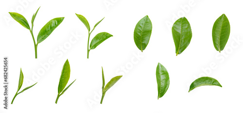 Fresh green tea leaf on transparent background png photo