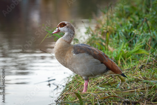 Side portrait of an adult Egyptian goose (Aalopochen aegyptiaca) on the shore of a pond on a cloudy autumn day
