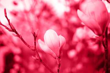 Foto auf Acrylglas Pantone 2023 Viva Magenta beautiful bright spring magnolias colors 2023 viva magenta  © Aleksandra Iarosh
