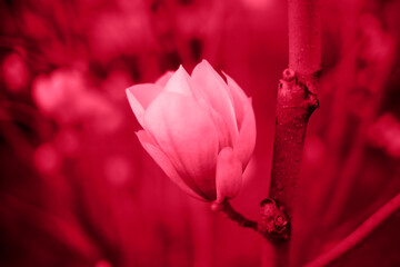 Foto auf Acrylglas Pantone 2023 Viva Magenta beautiful bright spring magnolias colors 2023 viva magenta  © Aleksandra Iarosh