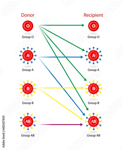 Abo Blood Compatibility. ABO Blood groups. four blood types, A,B, AB and O groups, made up from combinations of the type A and type B antigens. Blood donation. Blood droplets. Vector illustration.