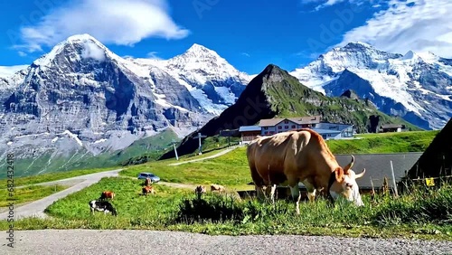 Switzerland nature scenery. Green swiss pastures fields with cows surrounded by Alps mountains and snowy peaks
 photo