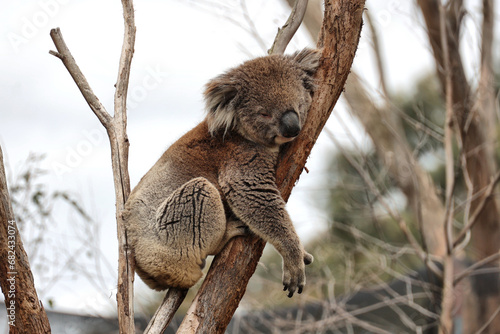 Photography Koala