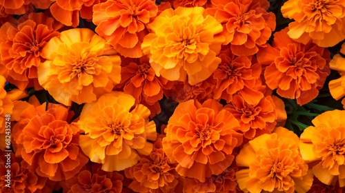 A cascade of orange marigolds, radiating warmth and positivity, with space for your message. © Fahad