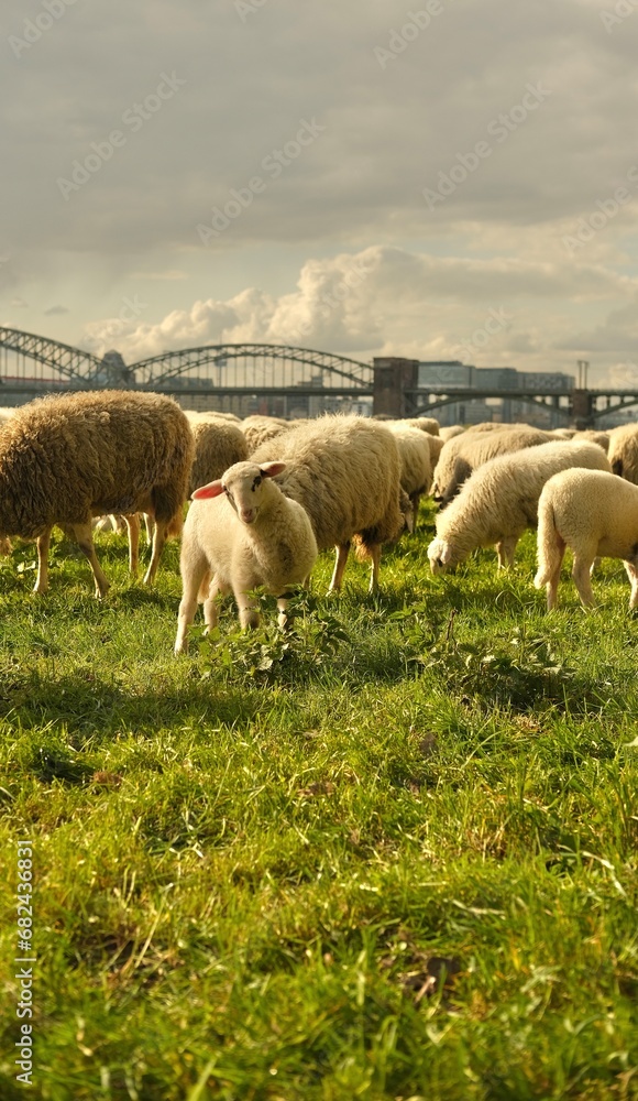 Portrait of lamb a baby sheep.Sheep graze in a clearing with a background of the Cologne bridge. High quality photo Portrait of lamb a baby sheep.Sheep graze in a clearing with a background of the Cologne bridge. High quality photo