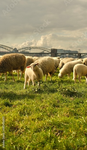 Portrait of lamb a baby sheep.Sheep graze in a clearing with a background of the Cologne bridge. High quality photo