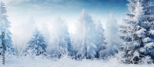 Pine tree covered hoarfrost in white snowy blur background. AI generated image