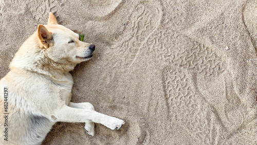 Old beech brown dog is resting and sleeping on beach white sand. Cute dog relaxing on the Sanur beach, Bali. International Dog Day Concept. Empty blank text copy space.
