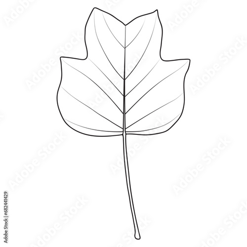 Tulip poplar or Liriodendron tulipifera leaf outline. Coloring book page, vector photo