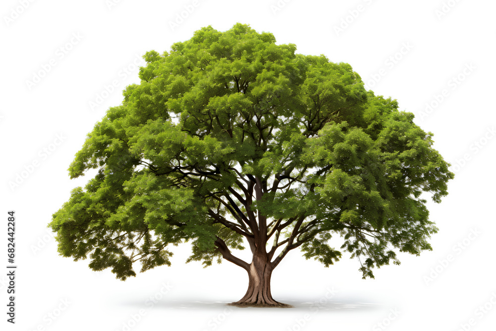 Fototapeta premium Realistic silhouette big green tree with green leaves png isolated on White Background 