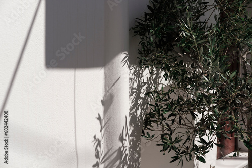 Photos olive tree plant , greek style house, whitewashed walls, hot summer day, shadow,