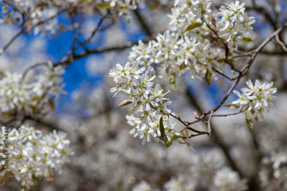 Amelanchier lamarckii deciduous flowering shrub, group of snowy white petal flowers on branches in bloom Amelanchier lamarckii deciduous flowering shrub, group of snowy white petal flowers on branches in bloom