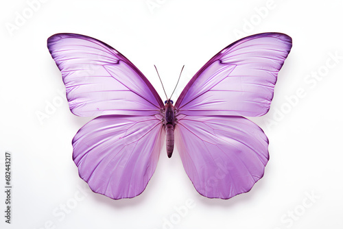 Lavender Butterfly on White Background Macro Photography © CosmoJulia