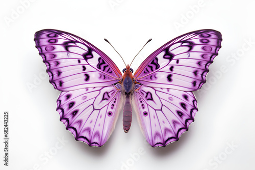 Lavender Butterfly on White Background Macro Photography