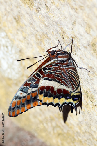 Two tailed Pasha butterfly sunning itself on wall