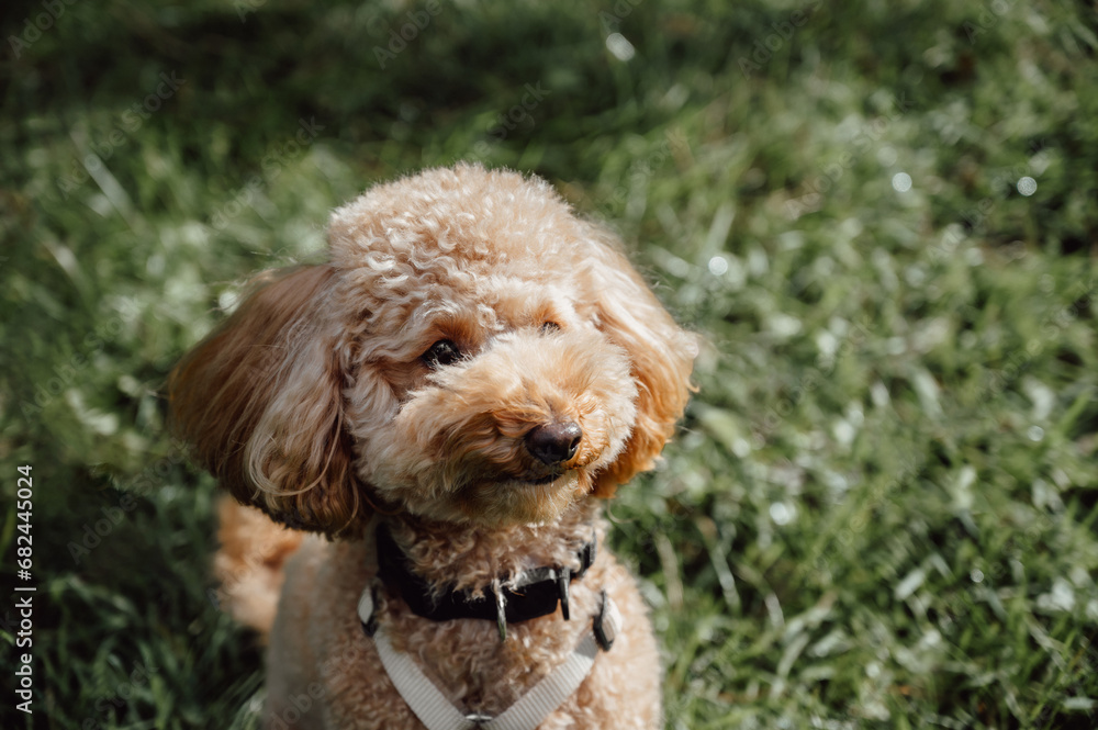 Domestic purebred toy poodle. Portrait with copy space Domestic purebred toy poodle. Portrait with copy space