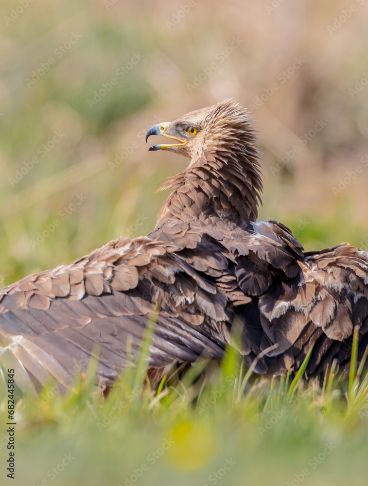 Fototapeta premium Lesser spotted eagle - female in spring