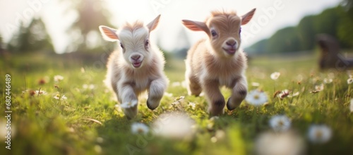 Funny two lambs playing in the green field at sunny day. AI generated image photo