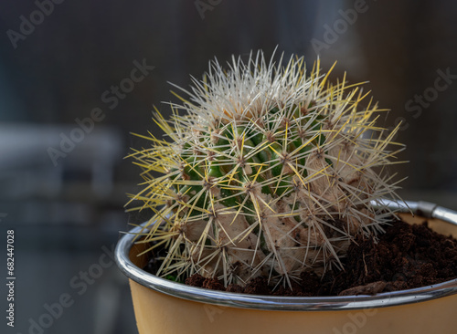 Prickly green Echinocactus grusonii or Kroenleinia grusonii cactus plant with sharp white prickles in yellow flower pot. Also known as golden barrel cactus, golden ball or mother in laws cushion,  photo