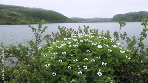 Dwarf cornel (Cornus suecia) lives in difficult Arctic conditions on the shores of the Barents Sea. Lake basin (long tide pool) shore as typical tundra habitat photo