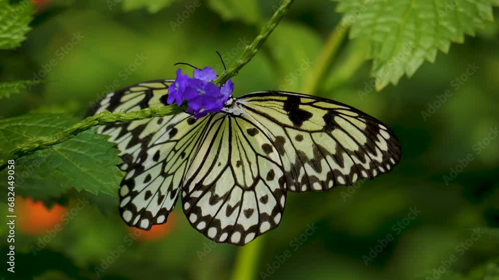 Close up view of a tree nymph butterfly sitting on a purple flower. Close up view of a tree nymph butterfly sitting on a purple flower.