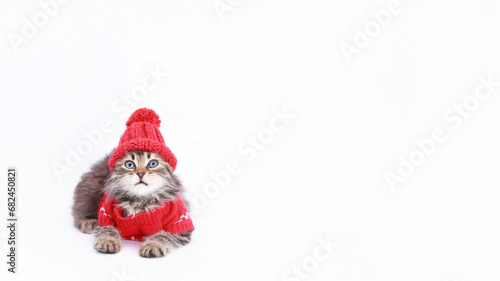 Surprised kitten with open mouth. Lovely tiny kitten. Shocked Kitten wearing knitted red sweater and red cap on a white background. Adorable pets. Cat in festive outfit. Cat in Santa costume. 