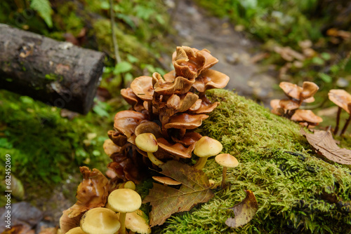 Selected focus photo. Honey fungus, Armillaria mellea. Mushrooms on tree stump in old moss covered forest.