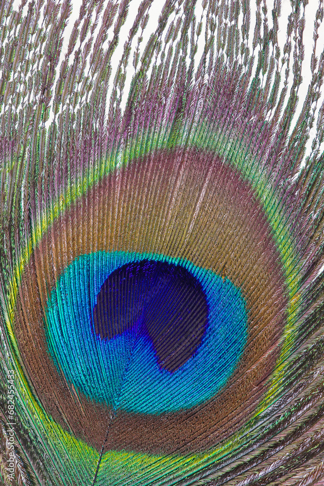 Obraz premium peacock feather close up