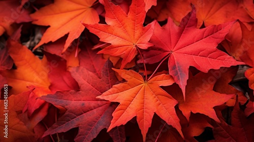 A close-up of maple leaves turning fiery red on a crisp fall morning.