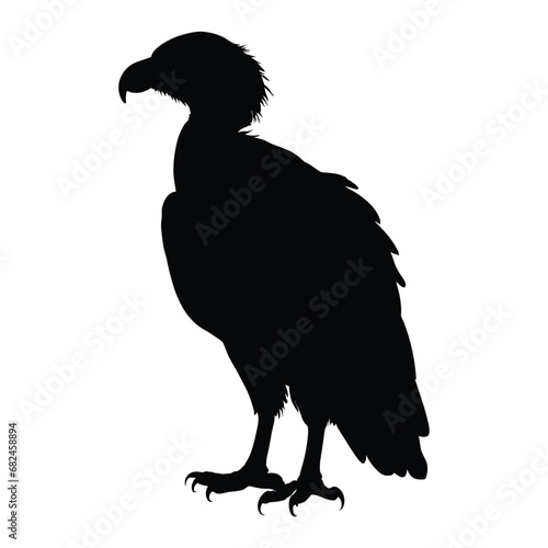 vulture on a white background