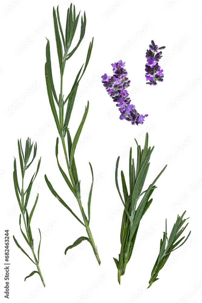 Fototapeta premium flowers isolated on white. set of lavender herb flowers. isolated. 