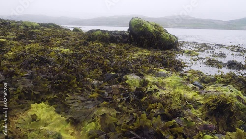Toothed wrack (Fucus serratus) and dulse (Palmaria palmata) at low tide on the littoral of the eastern coast of Scandinavia, the Barents Sea fiord