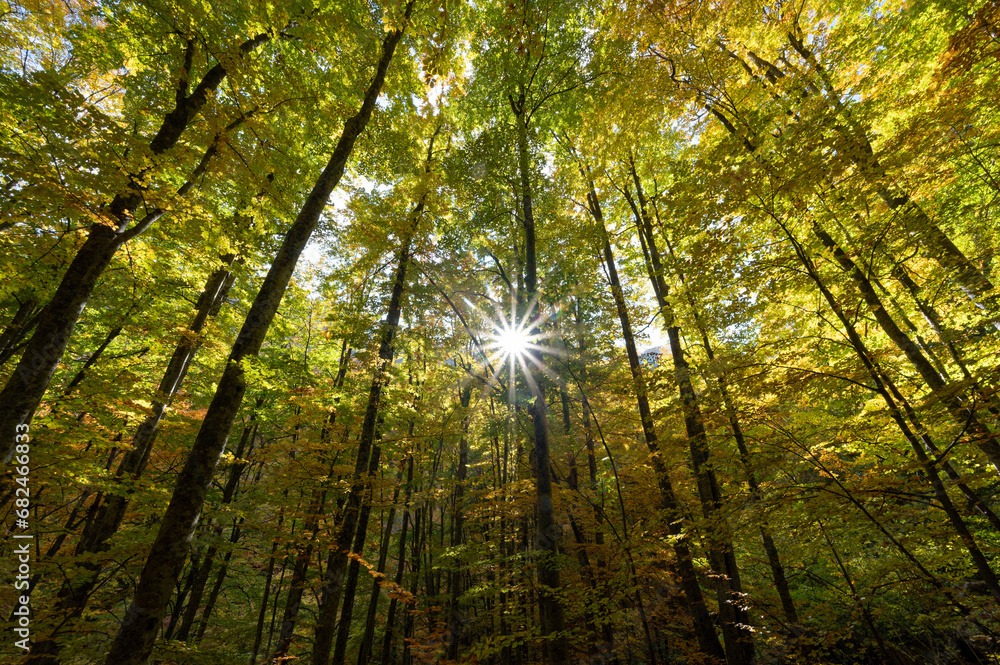 Fototapeta premium Autumn foliage