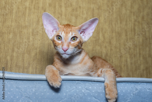 Red, cute kitten, Oriental breed. A kitten with big ears