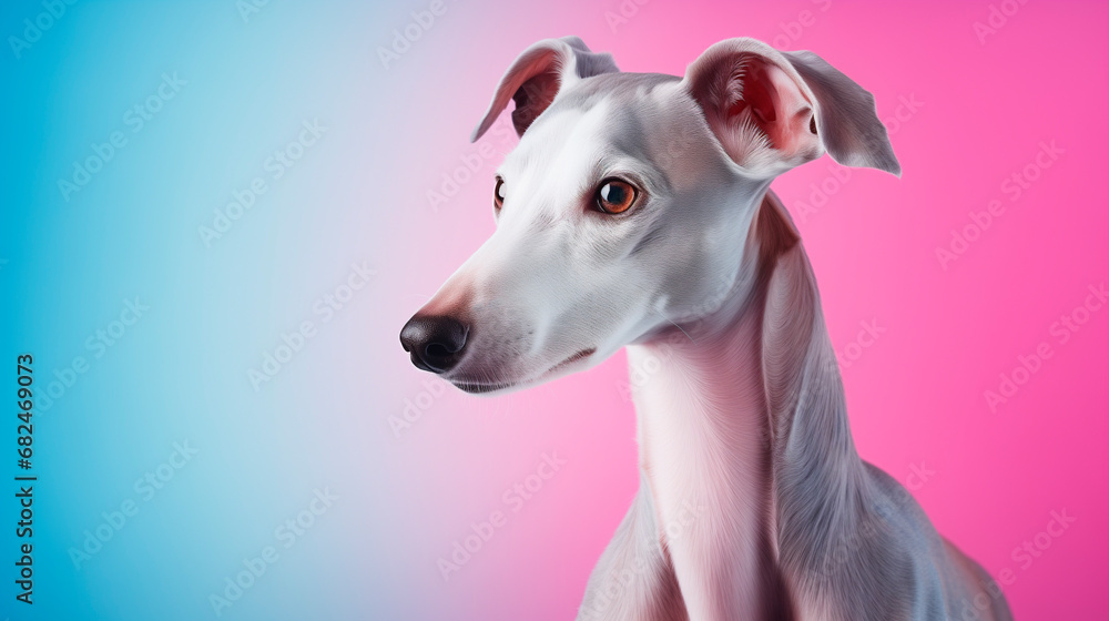  Portrait of a greyhound breed dog on a bright neon background. Side view, space for text.