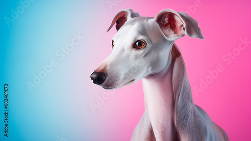  Portrait of a greyhound breed dog on a bright neon background. Side view, space for text. © Алекс Ренко
