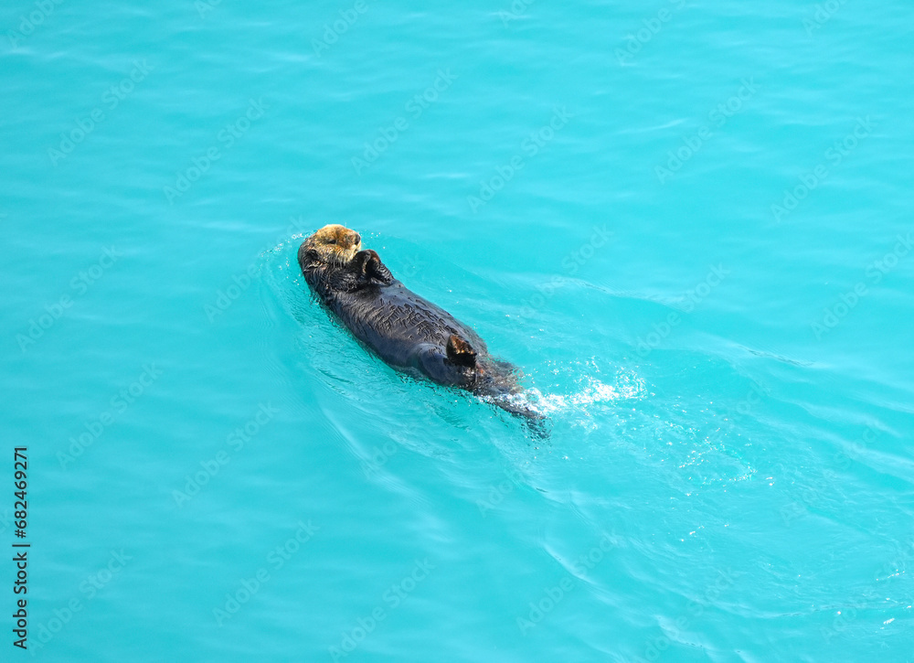 Fototapeta premium sea otter in ocean water in Alaska