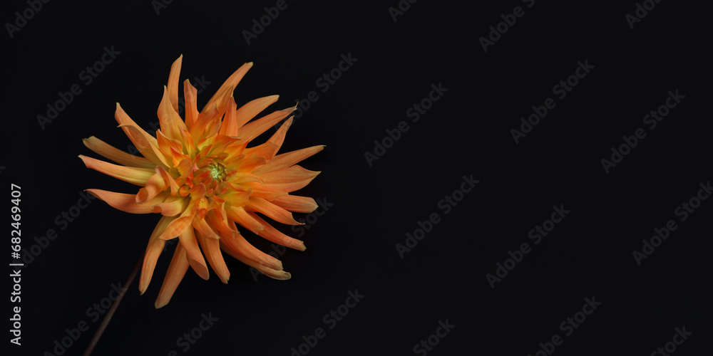 Dahlia flower head against a dark background. Petals of an orange Dahlia flower. Floral macro. Beautiful Dahlia in bloom. Autumn flowers on black. Floral abstract background. Greeting card.