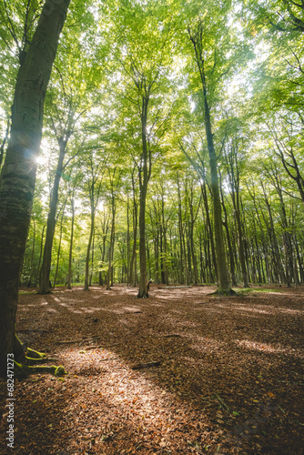 Sunset in a pristine deciduous forest in Hallerbos, Brabantse Wouden National Park, Belgium photo