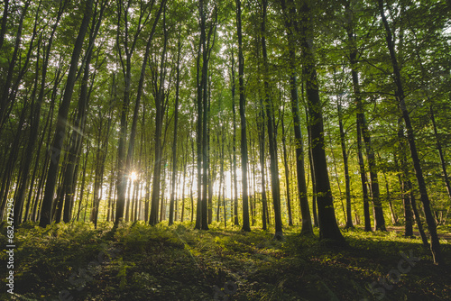 Sunset in a pristine deciduous forest in Hallerbos, Brabantse Wouden National Park, Belgium