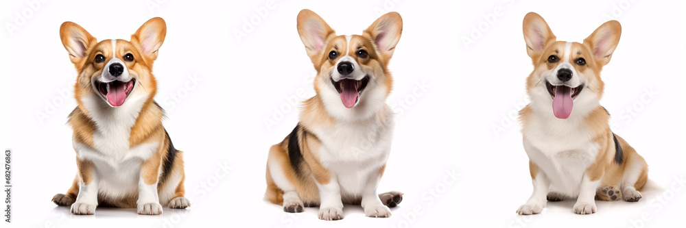 A cheerful Welsh Corgi pup is perched alone on a pristine white background.