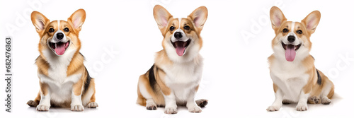 A cheerful Welsh Corgi pup is perched alone on a pristine white background. © ckybe