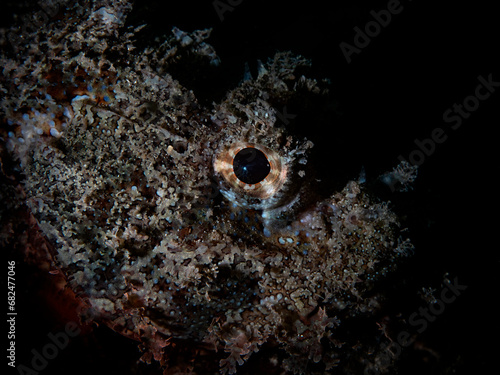 The Eye of the Scorpionfish photo