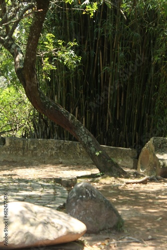 Fotografie bamboos background