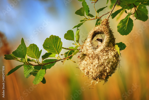 The Eurasian penduline tit or European penduline tit is a passerine bird of the genus Remiz