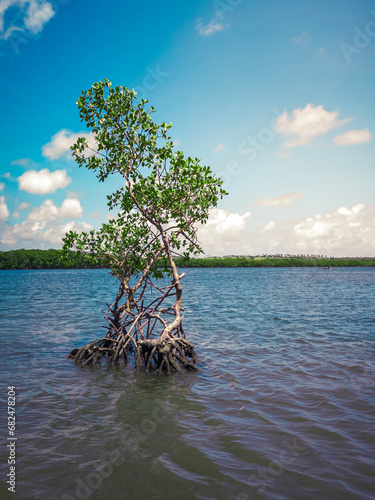 wallpaper, lagoon and trees, a summer day, hot day, tropical climate, mangrove, Pipa beach © willamsharking