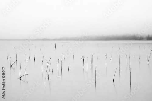 Black and white photo of reeds in a bay along the shore of the Olympic Peninsula on a foggy day